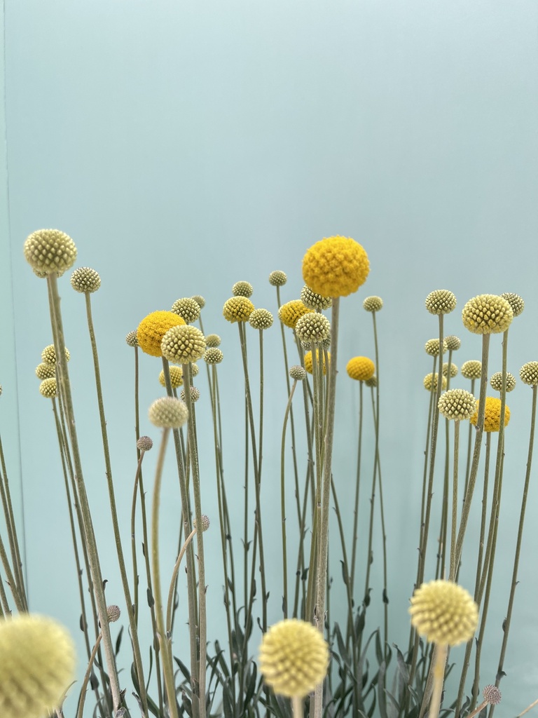 Craspedia globosa altezza 60 cm