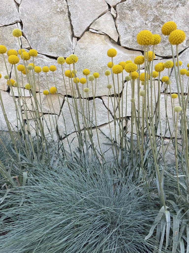 Craspedia globosa altezza 60 cm