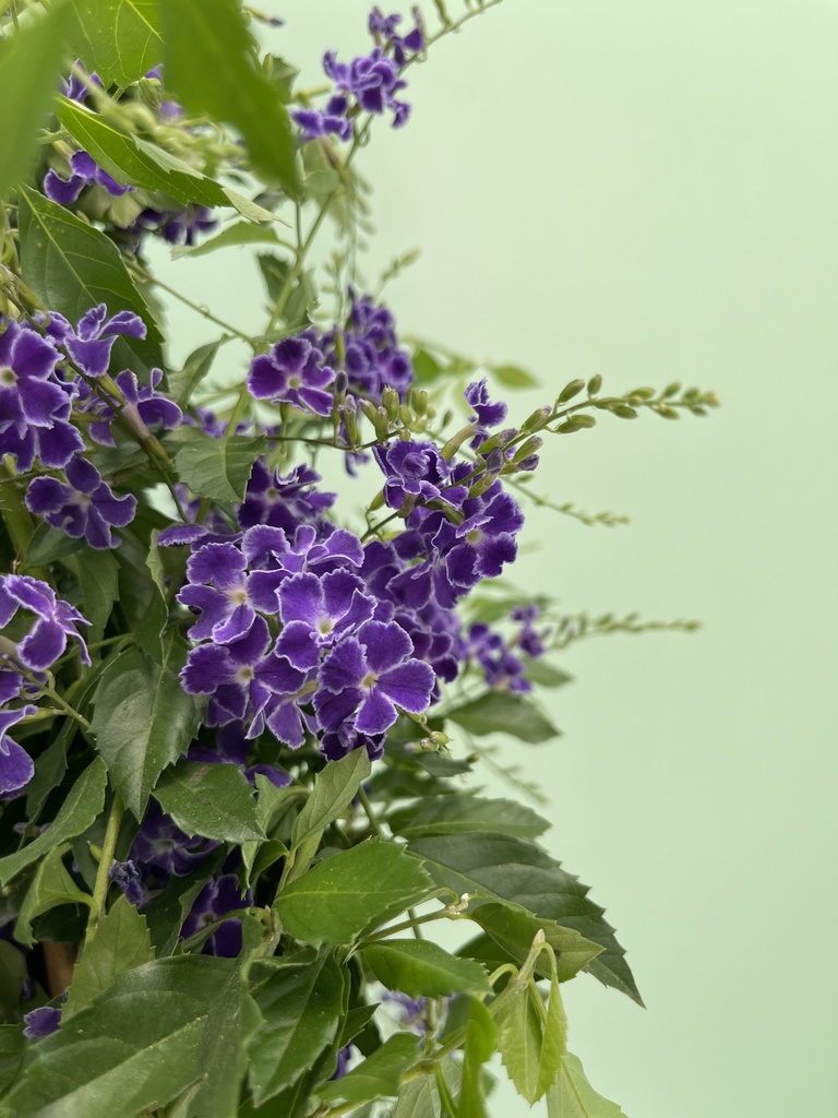 Duranta piramide altezza 70 cm