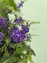 Duranta piramide altezza 70 cm