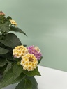 Lantana cespuglio altezza 25 cm, 3 piante
