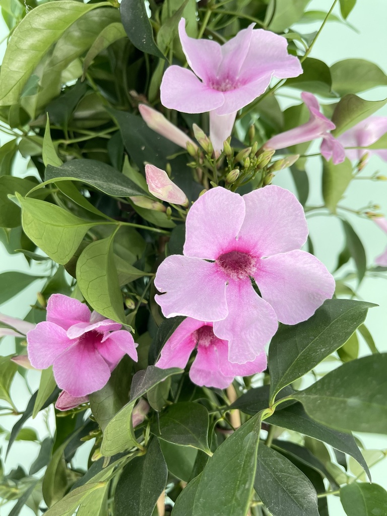 Duranta piramide altezza 70 cm