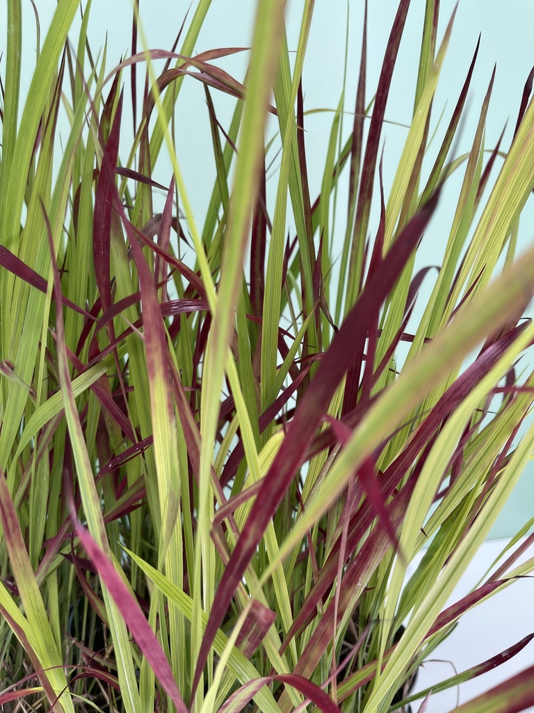 Imperata cylindrica 'Red Baron' altezza 55 cm