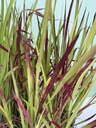 Imperata cylindrica 'Red Baron' altezza 55 cm