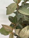 Eleagnus ebbingei Compacta altezza 70 cm