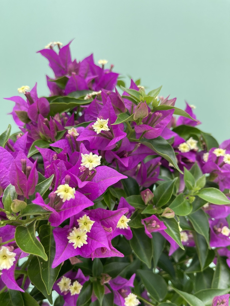 Bougainvillea piramide altezza 70 cm