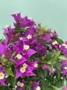 Bougainvillea piramide altezza 70 cm