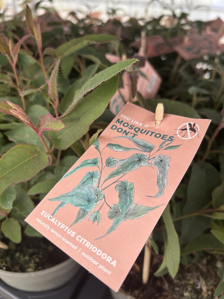 Eucalipto citronella altezza 45 cm