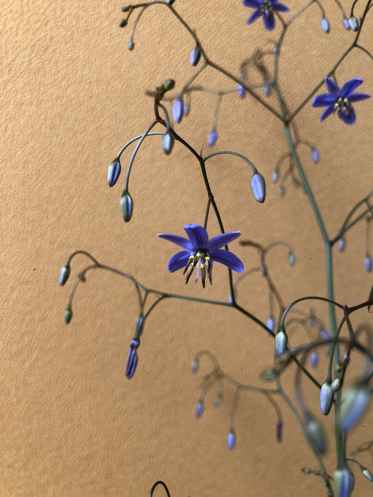 Dianella altezza 70 cm