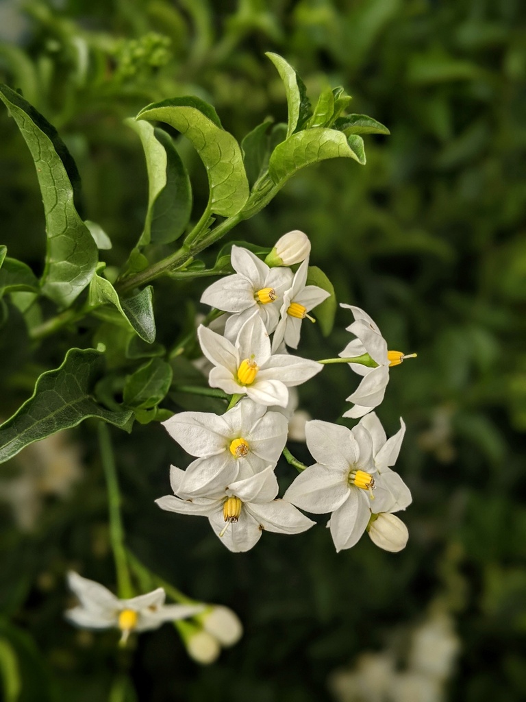 Gelsomino di notte cespuglio altezza 25 cm, 3 piante
