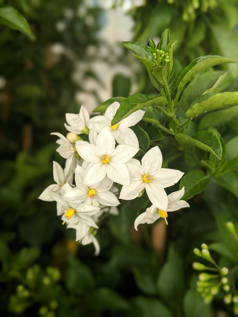 Gelsomino di notte piramide altezza 70 cm