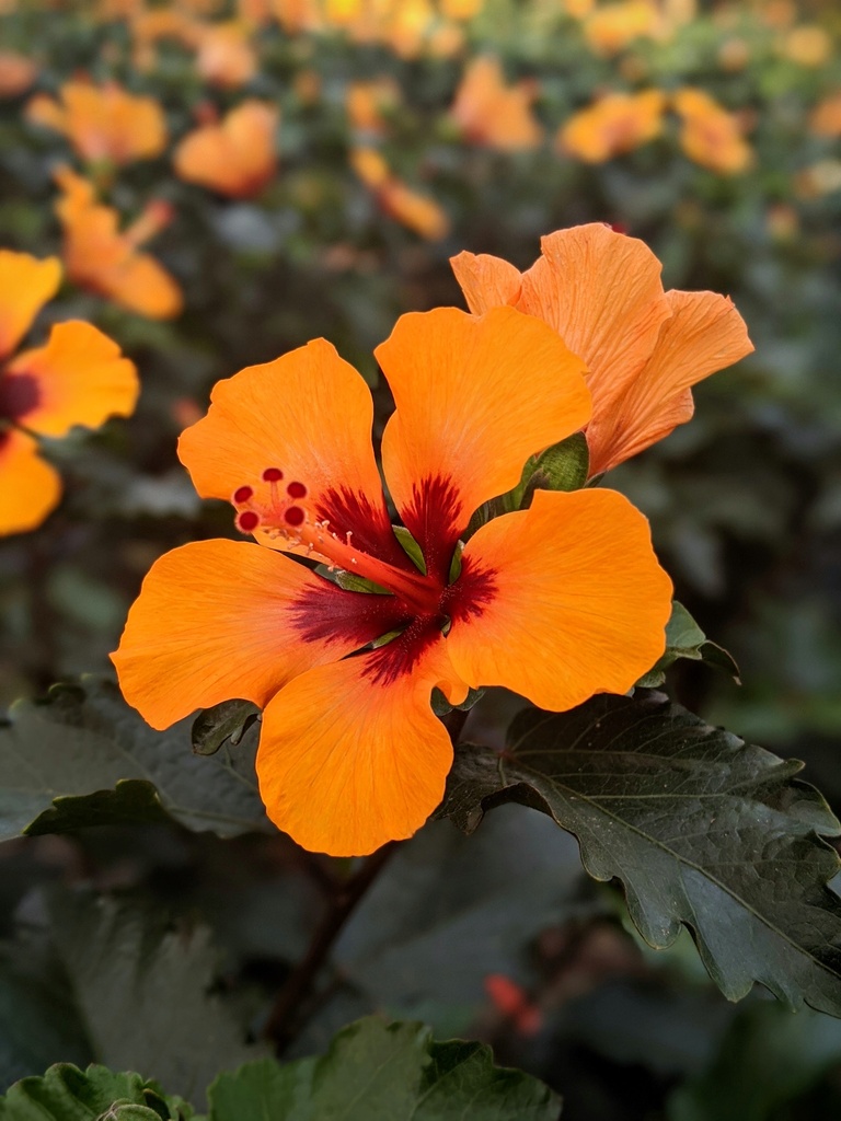 Ibisco Petit Orange cespuglio altezza 50 cm