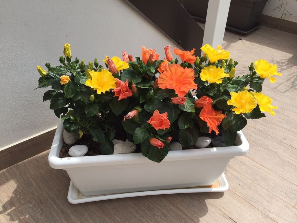 Ibisco cespuglio altezza 50 cm