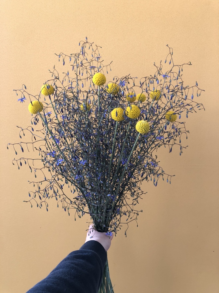 Craspedia globosa altezza 60 cm