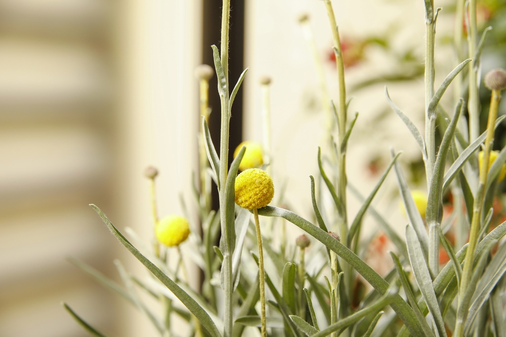Craspedia globosa altezza 60 cm