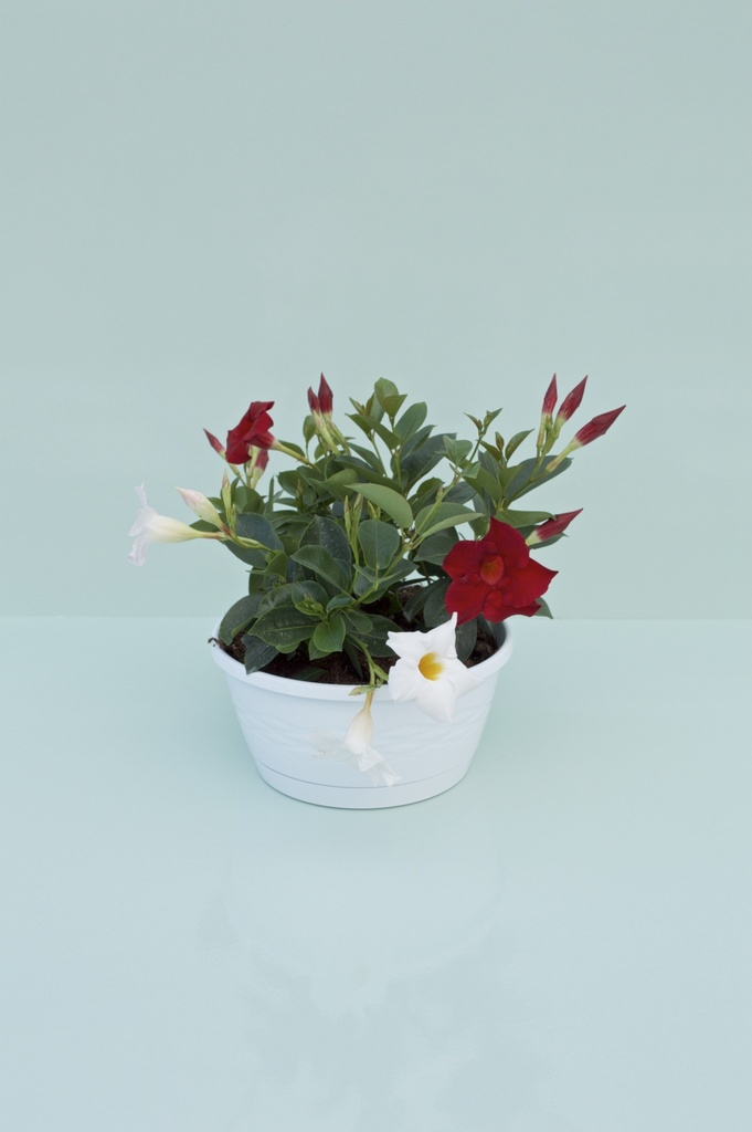 Dipladenia cespuglio altezza 25 cm, 3 piante