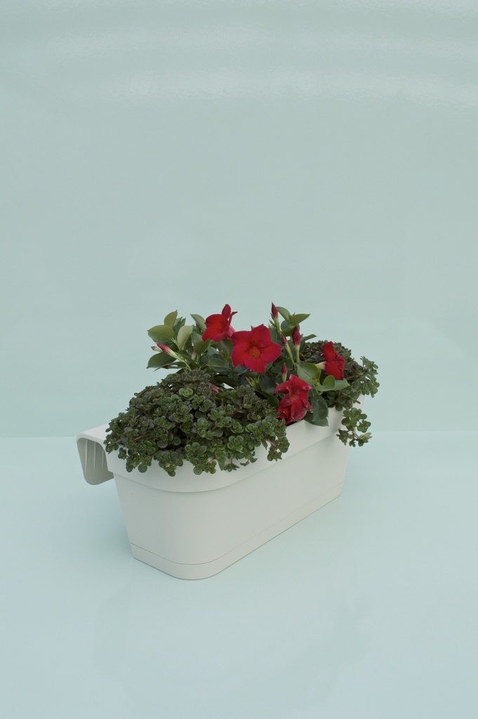 Dipladenia cespuglio altezza 25 cm, 3 piante