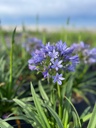 Agapanthus altezza 60 cm
