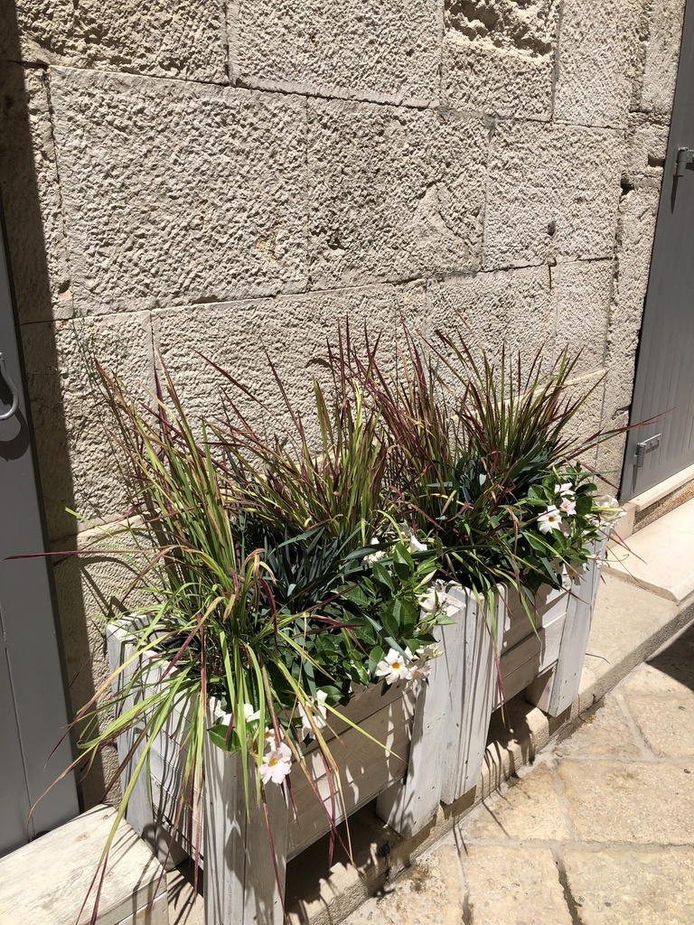 Imperata cylindrica 'Red Baron' altezza 45 cm