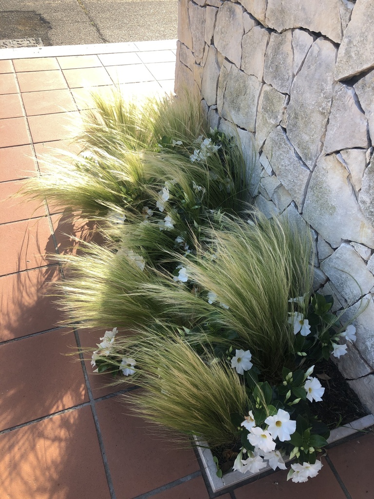 Stipa tenuissima altezza 60 cm
