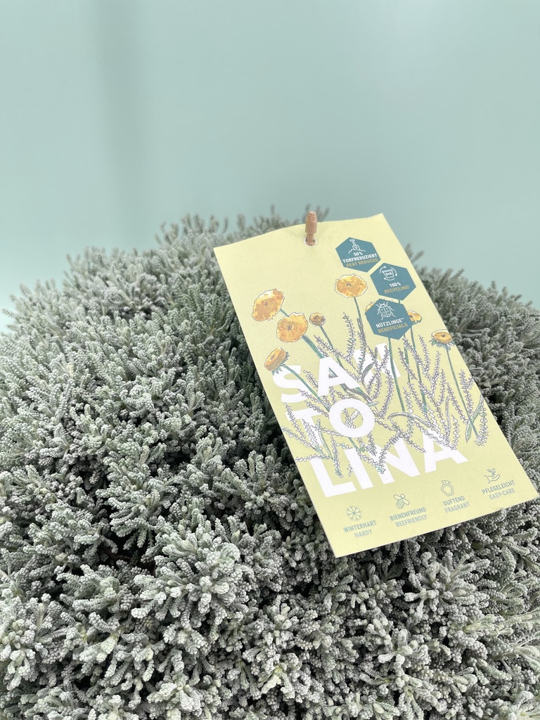 Santolina cespuglio altezza 50 cm