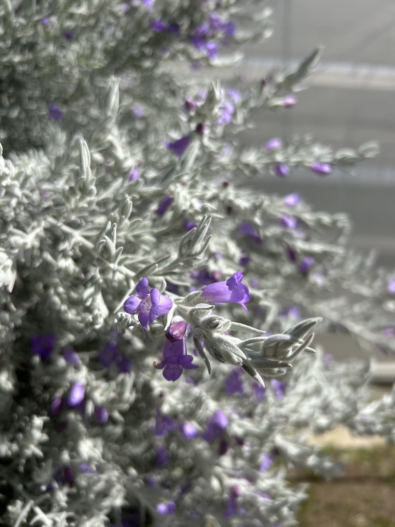 Eremophila cespuglio altezza 70 cm