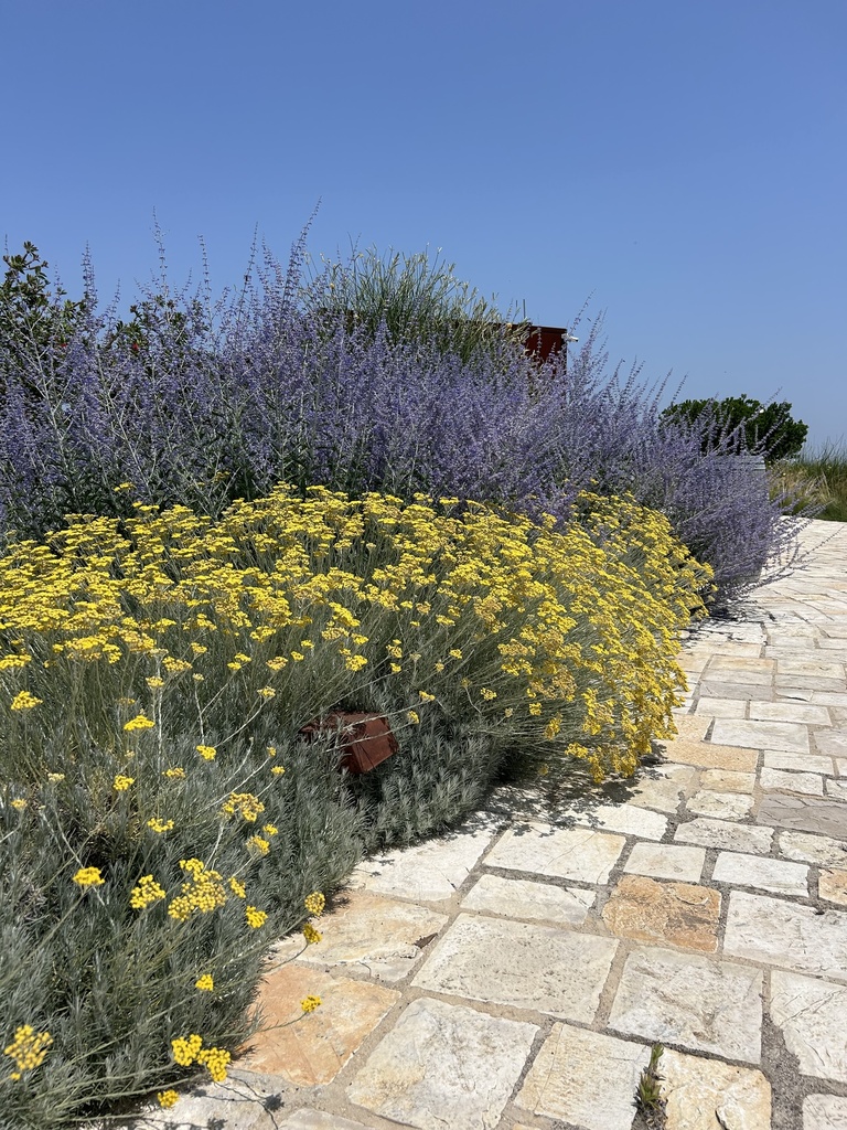 Elicriso cespuglio altezza 50 cm