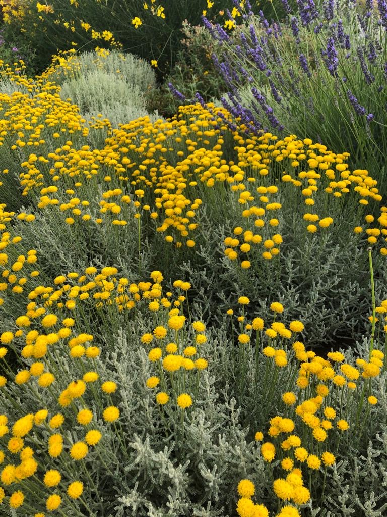 Santolina cespuglio altezza 50 cm