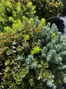 Sedum Tris altezza 35 cm