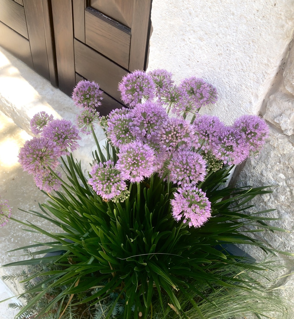Allium altezza 40 cm