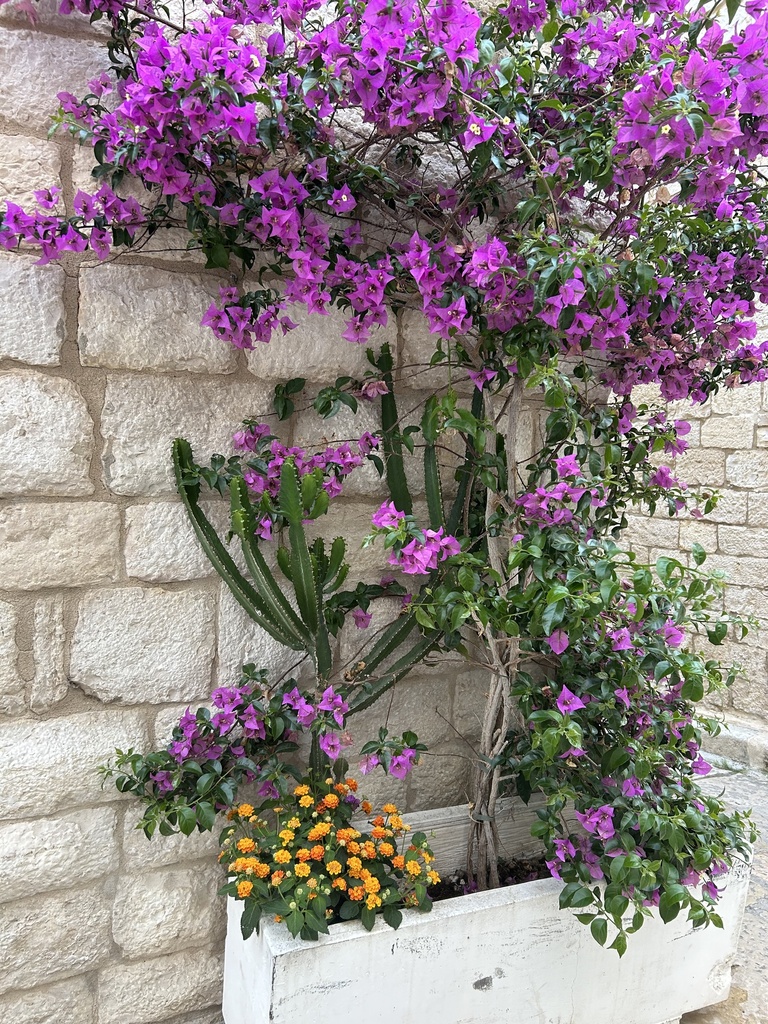 Bougainvillea piramide altezza 70 cm