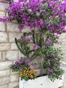 Bougainvillea piramide altezza 70 cm