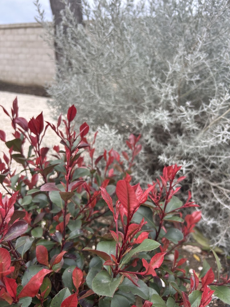 Photinia.jpg