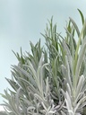 Lavanda cespuglio altezza 50 cm