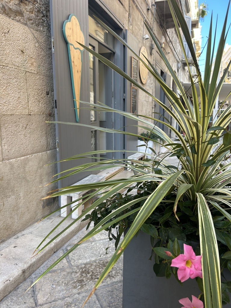 Dipladenia Garden Container