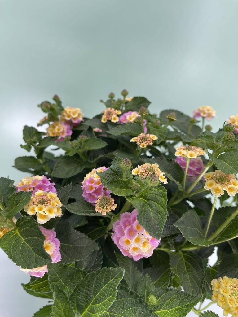 Lantana camara lila dettaglio.jpg