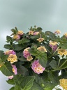 Lantana camara lila dettaglio.jpg