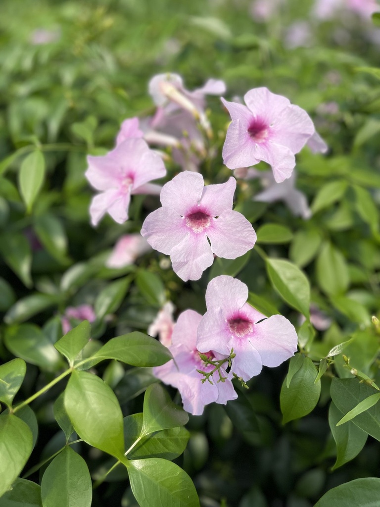 Pandorea jasminoides rosa fiore.jpg