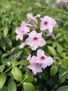 Pandorea jasminoides rosa fiore.jpg