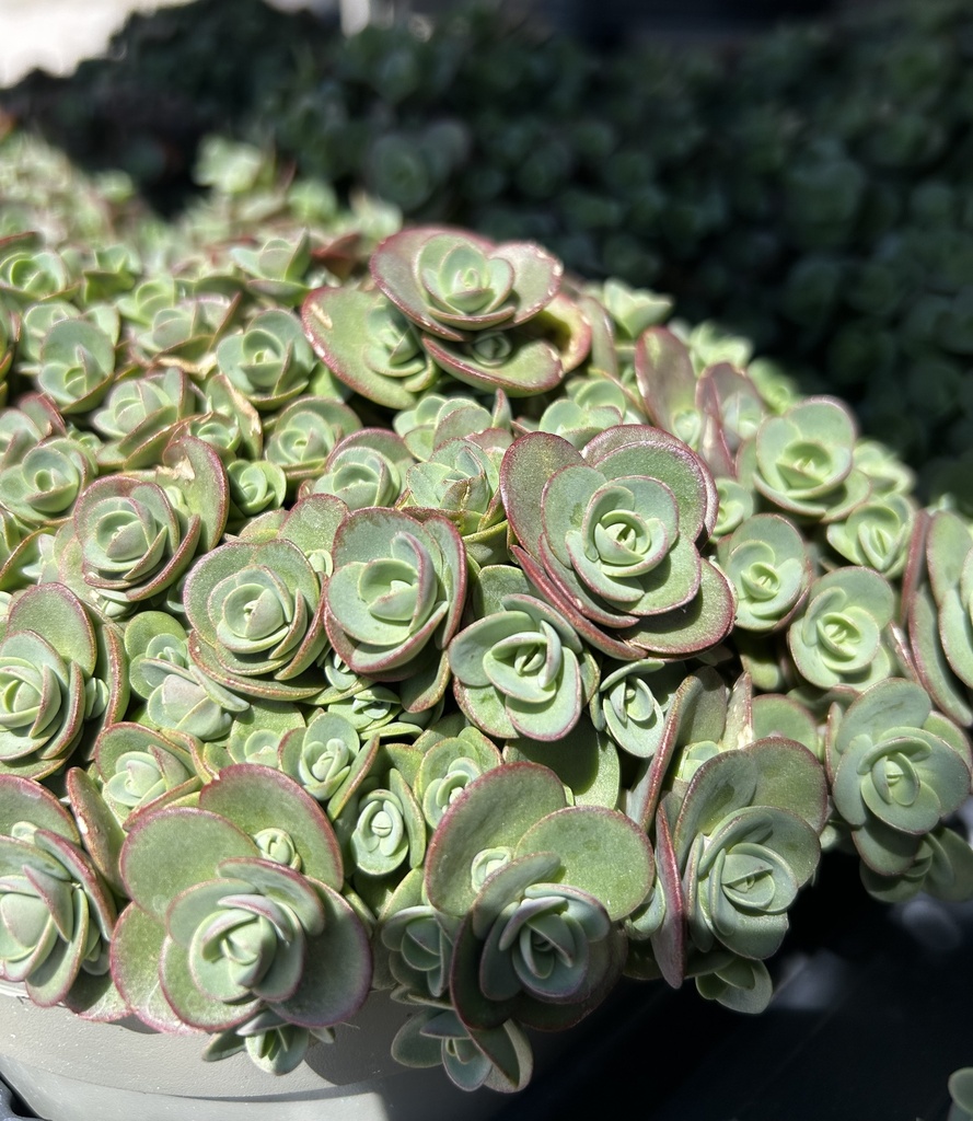 Sedum Mix altezza 35 cm