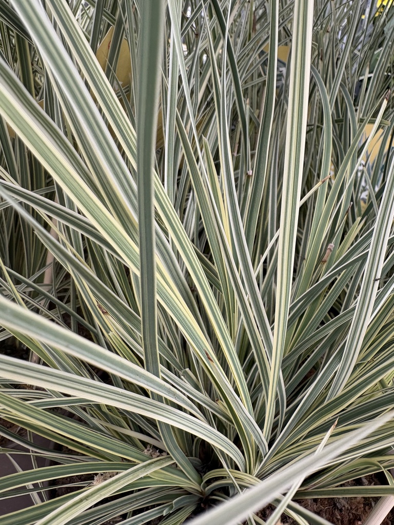 Lomandra altezza 55 cm