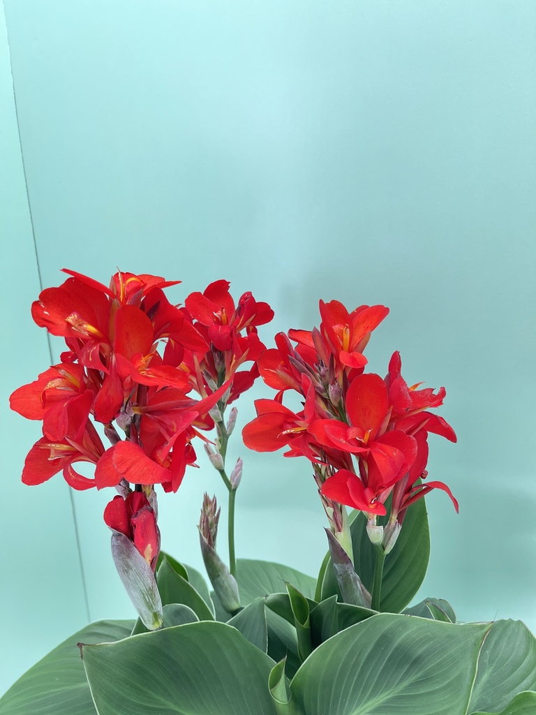 Canna 'Cannova' altezza 70 cm