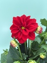 Dahlia cespuglio altezza 70 cm