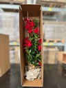 Dipladenia piramide altezza 110 cm
