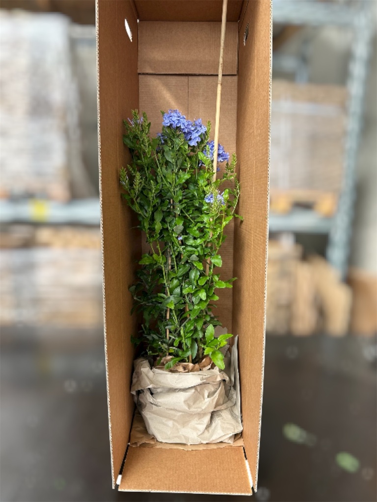 Plumbago capensis piramide altezza 70 cm