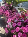 Petunia Vista cespuglio altezza 25 cm, 3 piante