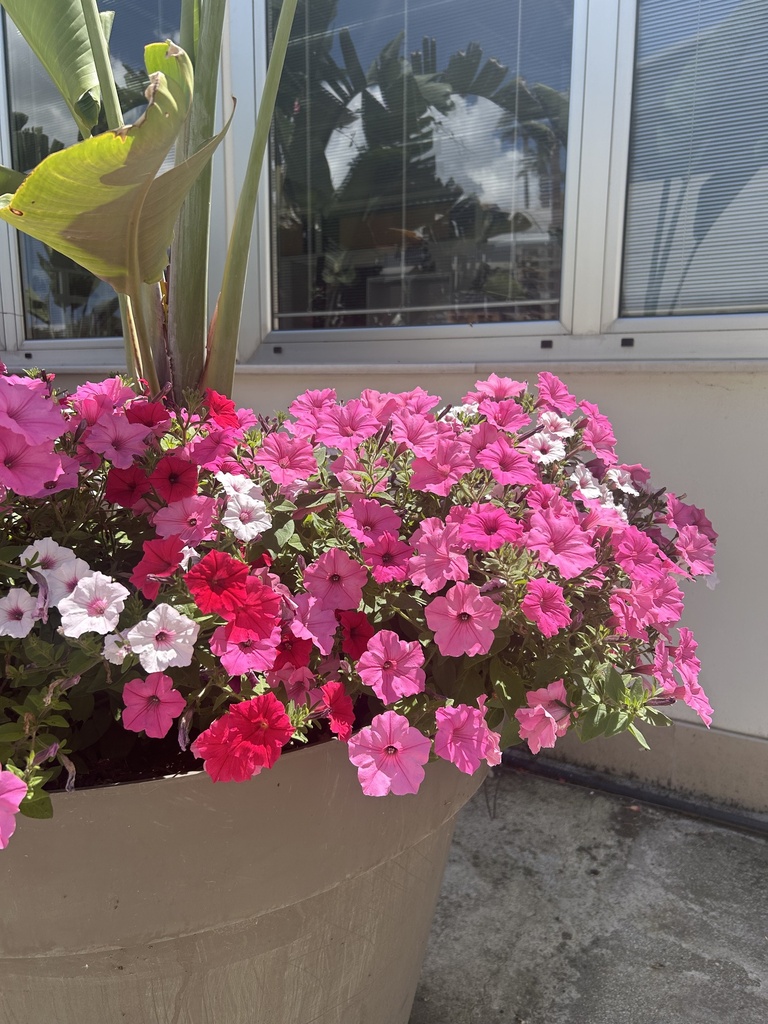 Petunia Vista cespuglio altezza 25 cm, 3 piante