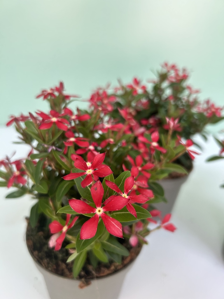 Vinca Soiree cespuglio altezza 25 cm, 3 piante