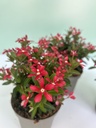 Vinca Soiree cespuglio altezza 25 cm, 3 piante