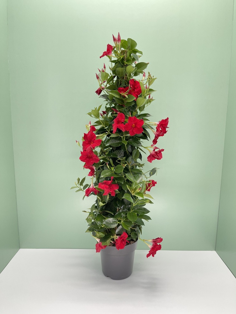 Dipladenia piramide altezza 110 cm